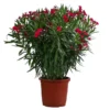 Oleander, Solitärbusch 2 Oleander, Solitärbusch -Angebote Biohort Store 8753105 WE FS 001 NeriumOleanderBuschRotT30