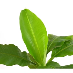 Japanische Faserbanane - Musa Basjoo 7 Japanische Faserbanane - Musa Basjoo -Angebote Biohort Store 8777211 PR DE 001 MusaBasjooT20DehnerExpressHerzig