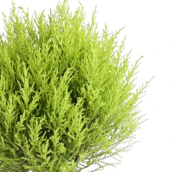 Zimmerzypresse 'Goldcrest', Stämmchen -Angebote Biohort Store 8777708 WE DE 001 GoldzypresseCupressusGoldCrestKugelT17DehnerExpressHerzig