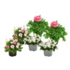 Beet- & Balkonpflanzen-Set Traum In Rosa, 6-teilig -Angebote Biohort Store 8800039 WE FS 004 BunterFruehlingSetRosa
