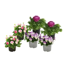 Beet- & Balkonpflanzen-Set Frühlingsfreude, 6-teilig