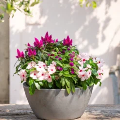 Kugelamaranth 10 Kugelamaranth -Angebote Biohort Store 8800666 PR MO 001 Beet Balkon Set