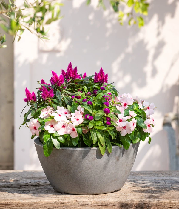 Kugelamaranth 5 Kugelamaranth – Bild 3