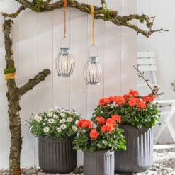 Stehende Geranie, Orange -Angebote Biohort Store 8803660 8813206 WE MO 001 MargeriteWeiss GeranieOrange GC05 2022 01 1