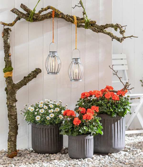 Margerite, Weiß 5 Margerite, Weiß – Bild 3