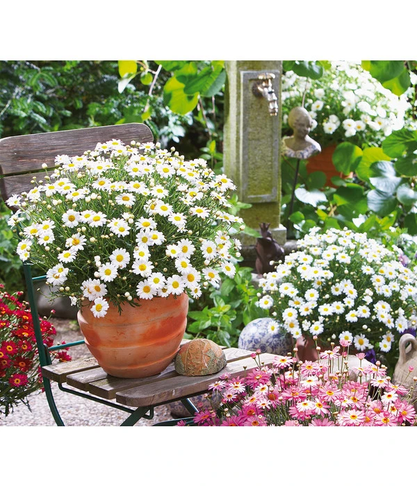 Margerite, Weiß 4 Margerite, Weiß – Bild 2