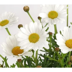 Margerite, Weiß 9 Margerite, Weiß -Angebote Biohort Store 8803660 PR DE 001 MargeritenWeissT11DehnerExpressHerzig