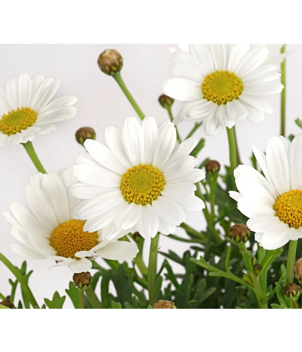 Margerite, Weiß 6 Margerite, Weiß – Bild 4