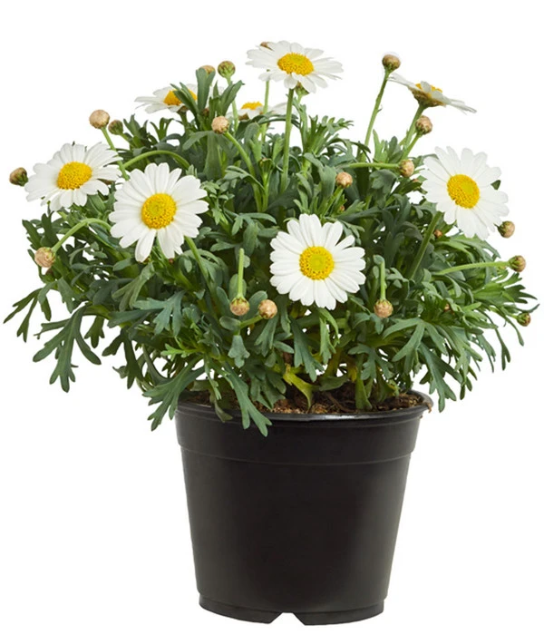 Margerite, Weiß 3 Margerite, Weiß