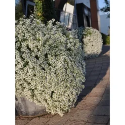 Duftsteinrich -Angebote Biohort Store 8803777 WE MO 002 LobulariaSnowPrincessStefanGloede