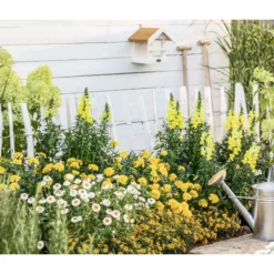 Strohblume, Verschiedene Farben -Angebote Biohort Store 8803926 WE MO 001 AntirrhinumMSanvitaliaTagetesBractheantha2021GC09