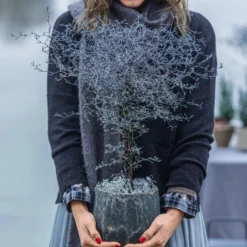 Zickzackstrauch -Angebote Biohort Store 8804551 8811184 8822694 WE MO 001 Zickzackstrauch