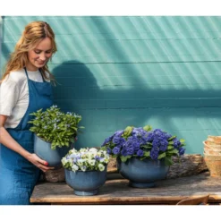 Rosenprimel 'Belarina', Verschiedene Farben -Angebote Biohort Store 8806606 PR MO 001 RosenprimelBelarina Fruehling BlauesWunder Content 2023