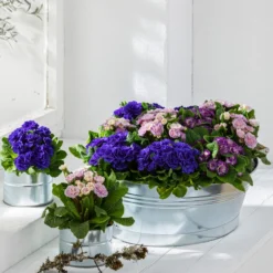 Rosenprimel 'Belarina', Verschiedene Farben -Angebote Biohort Store 8806606 PR MO 002 RosenprimelPrimulaBelarinaVulgaris Content 2021