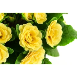 Beet- & Balkonpflanzen-Set Gelber Frühling, 6-teilig -Angebote Biohort Store 8806606 WE DE 003 RosenprimelGelbT12