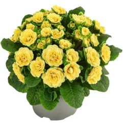 Rosenprimel 'Belarina', Verschiedene Farben -Angebote Biohort Store 8806606 WE FS 001 RosenprimelGelbT12