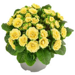 Beet- & Balkonpflanzen-Set Gelber Frühling, 6-teilig -Angebote Biohort Store 8806606 WE FS 003 RosenprimelGelbT12