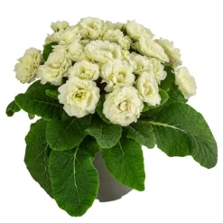 Rosenprimel 'Belarina', Verschiedene Farben -Angebote Biohort Store 8806606 WE FS 005 RosenprimelCremeT12