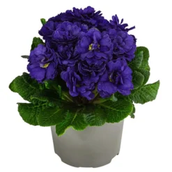 Rosenprimel 'Belarina', Verschiedene Farben -Angebote Biohort Store 8806606 WE FS 006 RosenprimelBlueChampionT12