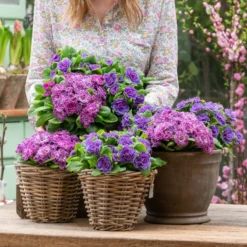 Rosenprimel 'Belarina', Verschiedene Farben -Angebote Biohort Store 8806606 WE MO 001 RosenPrimel