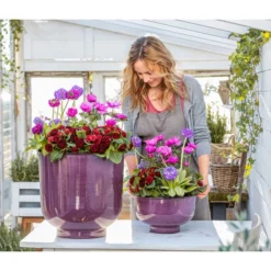 Rosenprimel 'Belarina', Verschiedene Farben -Angebote Biohort Store 8806606 WE MO 001 RosenprimelAnemoneKugelprimel GC02 2023 01