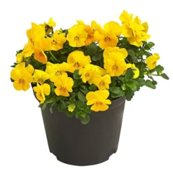 Beet- & Balkonpflanzen-Set Gelber Frühling, 6-teilig -Angebote Biohort Store 8808214 WE FS 001 ViolaCornutaHornveilchenT14TESTZOOM1107x1106