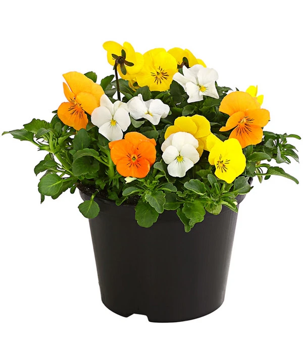 Hornveilchen-Trio, Weiß/gelb/orange 3 Hornveilchen-Trio, Weiß/gelb/orange