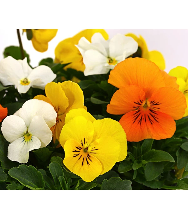 Hornveilchen-Trio, Weiß/gelb/orange 5 Hornveilchen-Trio, Weiß/gelb/orange – Bild 3