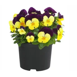 Hornveilchen, Sonderfarben -Angebote Biohort Store 8808685 PR FS 004 HornveilchenViolaCornutaSonderfarbenT10DehnerExpressHerzig