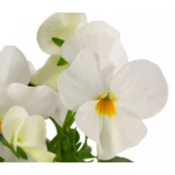 Beet- & Balkonpflanzen-Set Traum In Rosa, 6-teilig -Angebote Biohort Store 8808685 WE DE 002 ViolaCornutaWeiss