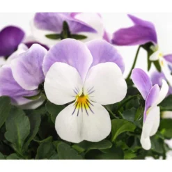 Beet- & Balkonpflanzen-Set Frühlingsfreude, 6-teilig -Angebote Biohort Store 8808685 WE DE 002 ViolaCornutaWeissViola