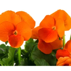 Beet- & Balkonpflanzen-Set Oranger Frühling, 6-teilig -Angebote Biohort Store 8808685 WE DE 006 ViolaCornutaSFOrange10FJ