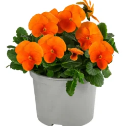 Beet- & Balkonpflanzen-Set Oranger Frühling, 6-teilig -Angebote Biohort Store 8808685 WE FS 005 ViolaCornutaSFOrange10FJ
