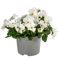 Beet- & Balkonpflanzen-Set Traum In Rosa, 6-teilig -Angebote Biohort Store 8808685 WE FS ViolaCornutaWeissGelb