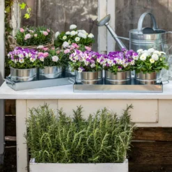 Hornveilchen, Sonderfarben -Angebote Biohort Store 8808685 WE MO 001 HornveilchenBellisNelke