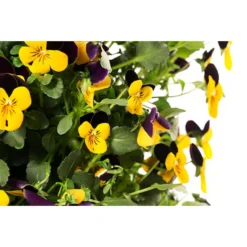 Wandhänger Mit Hornveilchen, Verschiedene Sorten -Angebote Biohort Store 8809048 WE DE 001 ViolaWandhaenger