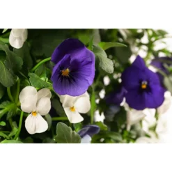 Wandhänger Mit Hornveilchen, Verschiedene Sorten -Angebote Biohort Store 8809048 WE DE 002 ViolaWandhaenger