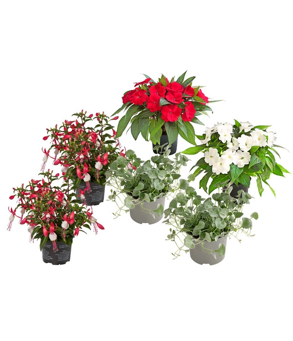 Beet- & Balkonpflanzen-Set Schattenbeet, 6-teilig 3 Beet- & Balkonpflanzen-Set Schattenbeet, 6-teilig