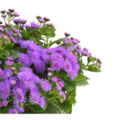 Leberbalsam -Angebote Biohort Store 8809345 PR DE 001 LeberbalsamAgeratumHoustonianumBlauDehnerExpressHerzig