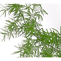 Zierspargel 5 Zierspargel -Angebote Biohort Store 8809378 PR DE 001 ZierspargelAsparagusSprengeriT1DehnerExpressHerzig