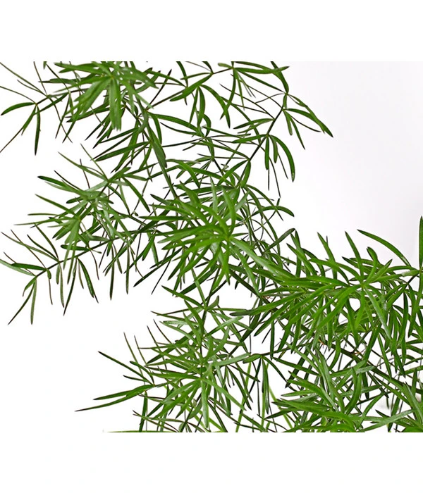 Zierspargel 4 Zierspargel – Bild 2