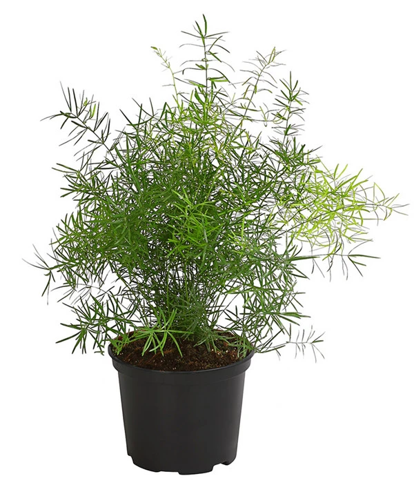 Zierspargel 3 Zierspargel