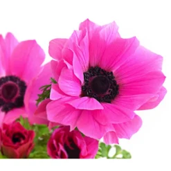 Beet- & Balkonpflanzen-Set Rosa Frühling, 6-teilig -Angebote Biohort Store 8809386 WE DE 002 AnemoneCoronariaKronenAnemoneRosaT12