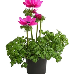 Beet- & Balkonpflanzen-Set Rosa Frühling, 6-teilig -Angebote Biohort Store 8809386 WE FS 002 AnemoneCoronariaKronenAnemoneRosaT12
