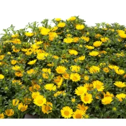 Goldtaler -Angebote Biohort Store 8809394 BildD 001 GoldtalerAsteriscusMarit