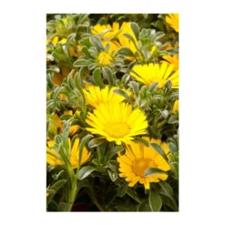 Goldtaler -Angebote Biohort Store 8809394 BildD 003 GoldtalerAsteriscusMarit