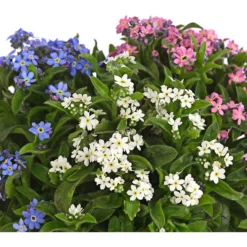 Vergissmeinnicht-Trio -Angebote Biohort Store 8809527 PR DE 001 MyosotisTrioVergissmeinnichtT12DehnerHerzig