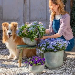 Vergissmeinnicht-Trio -Angebote Biohort Store 8809527 WE MO 001 VergissmeinnichtTrio Fruehling Content 2023 02