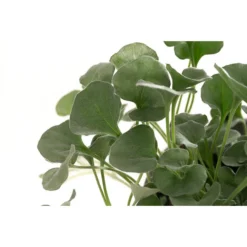 Beet- & Balkonpflanzen-Set Schattenbeet, 6-teilig 19 Beet- & Balkonpflanzen-Set Schattenbeet, 6-teilig -Angebote Biohort Store 8809550 WE DE 001 DICHONDRA