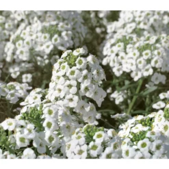 Duftsteinrich -Angebote Biohort Store 8809568 WE DE 001 LobulariaSnowPrincessKientzler